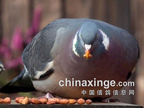 �¹�н���ѣ�һ�ַ��һ�ֵ�