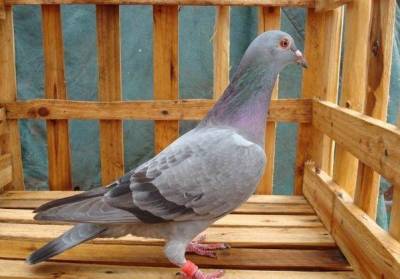 ���֧����Ƶ�������