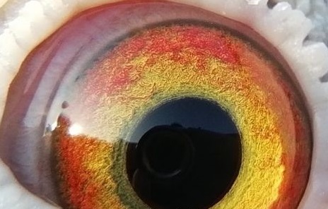  �����ָ��Ѫ���ֵ����