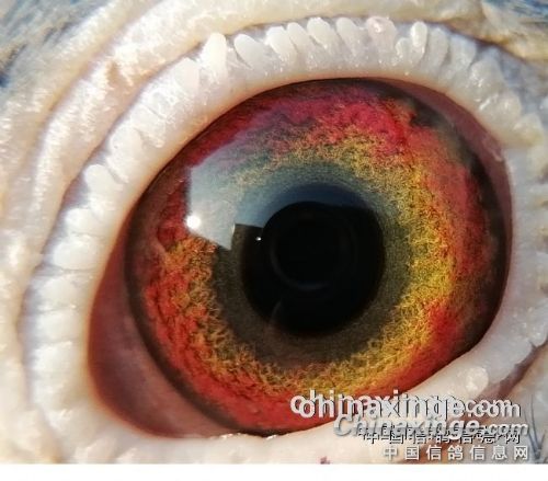 �����ָ��Ѫ���ֵ����