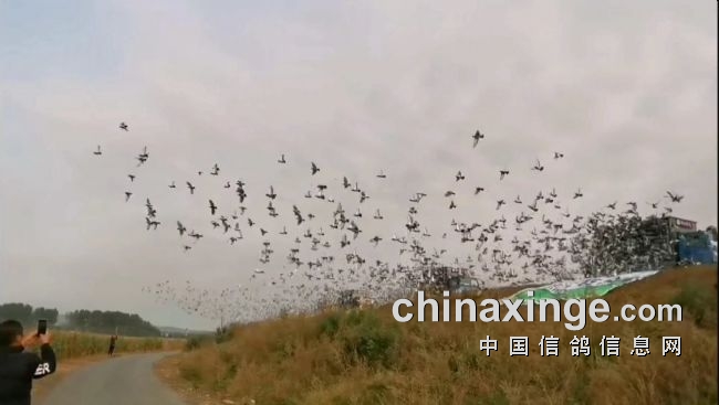 ���������Ĺ� ���������ɽ�������Ŵ�