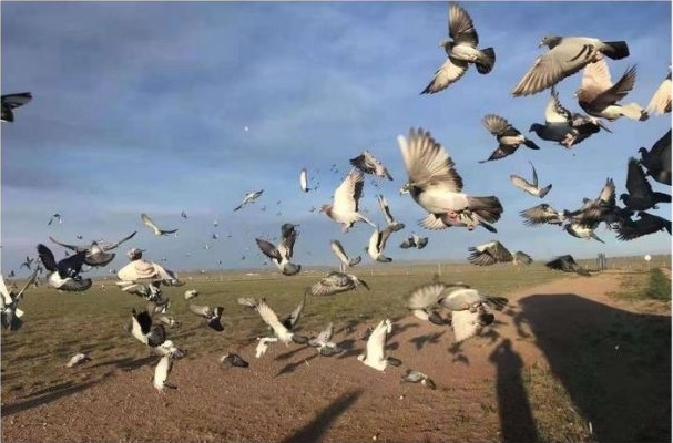 ���ݴ��԰�ڶ�����أ����鳲53��