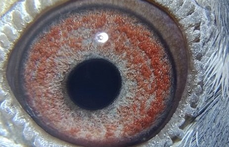 �γ�����֮�Ҽ�����ͼ��