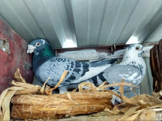 �ָ��µ�������·����