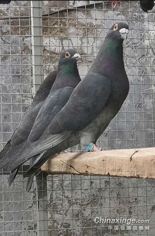 ǳ�鴿�ָ����ӽ���