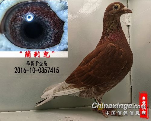 С��������ᴿ�븴׳