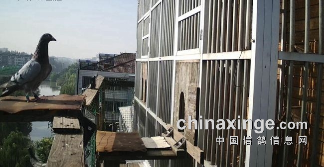 �Ÿ����Ҳ��ҪżȻ��