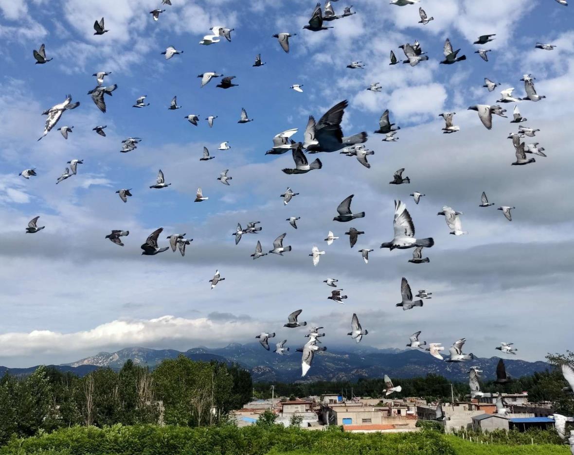 ����ϸ�ھ����ɰܣ�