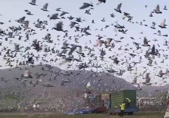 ǧ����VS��Զ�� ����ôѡ��