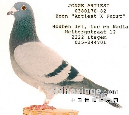 ���ۣ����������� Ѫͳ�߹�������