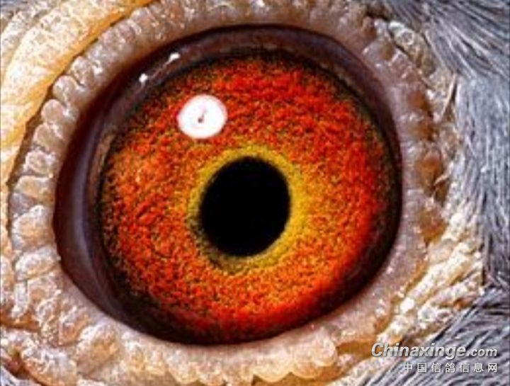 Ʋ��Ѫͳ���������ܿ���׼��