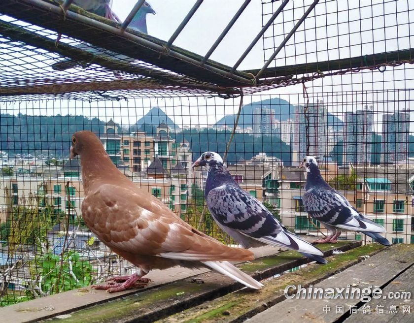 ����������ʮ���䣡Ц�������ʮһ�ѣ�