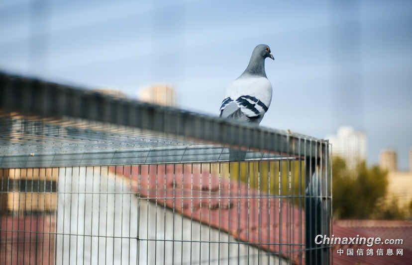 ����Ϊ���ܷɸ�λ��Ѫͳor�����ַ�