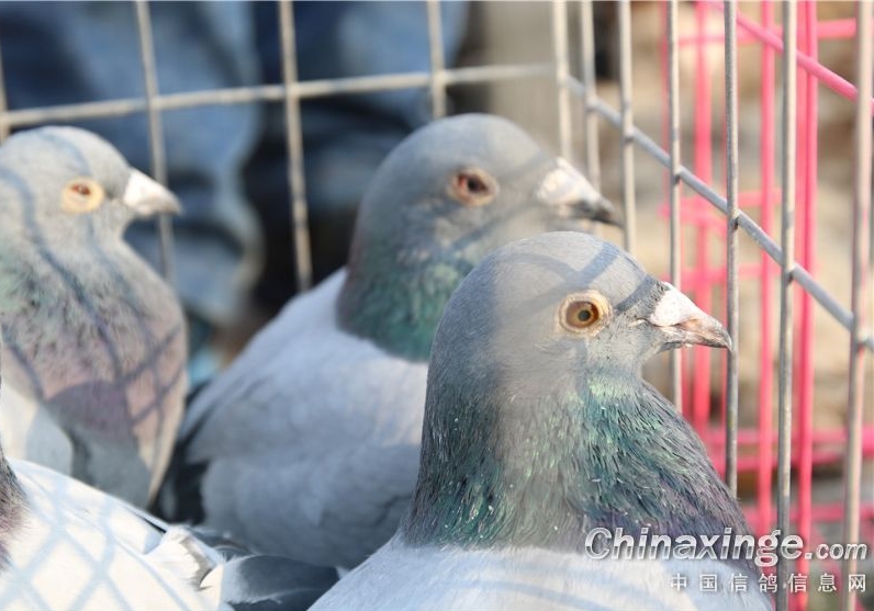 �����Ƿ�Ӧ�ÿ��ƽ���������