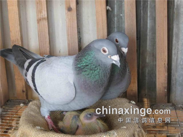 ������С���ӣ�ľ��һָ�Ͷ���