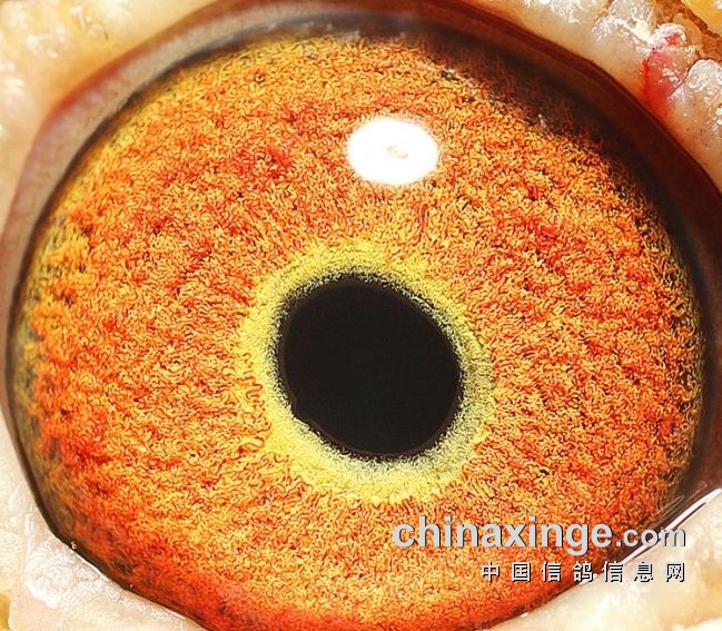 Ʋ��Ѫͳ���������ܿ���׼��