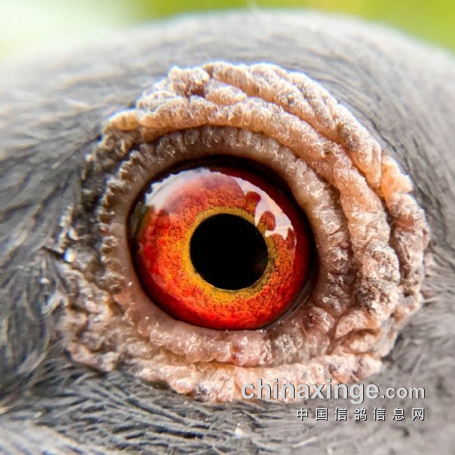 ŷ�޹�������Ļ ����ʱ��ս���