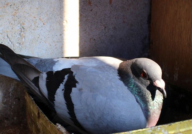 �����������߱� ����ƾʲôӮ��λ��