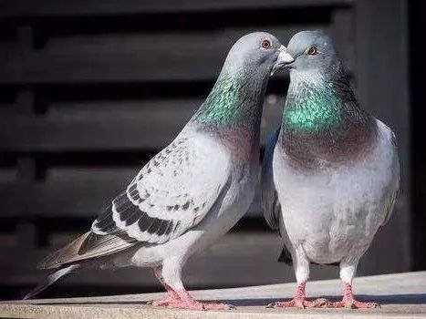 �ָ�һ��Ҫ������������һ����