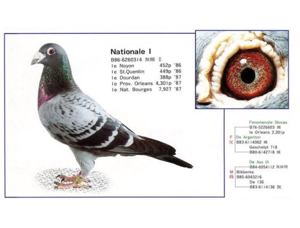 ÿ��һ�룺�ֲ���������Ǹ����ھ�