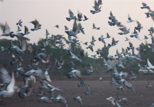 ȫ����ؿ�������������