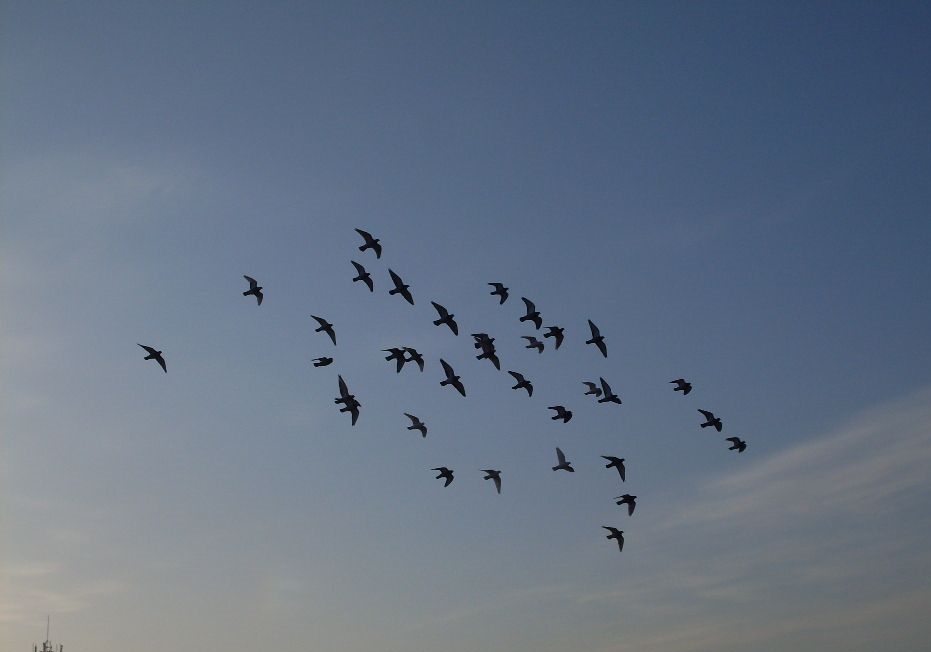 ��ҹ�����������ɫ���ڶ���