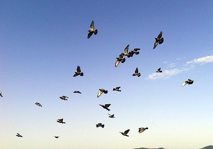 ����������ս ���������