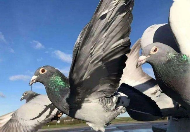 ��Զ���������� ����½���ô��