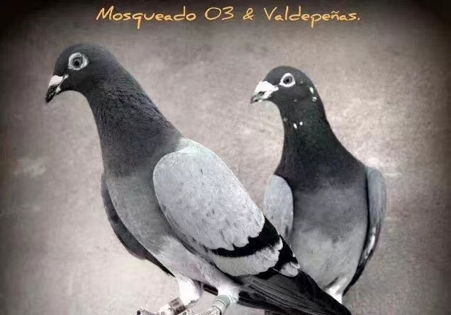 ����������� Ѫͳ����߲���