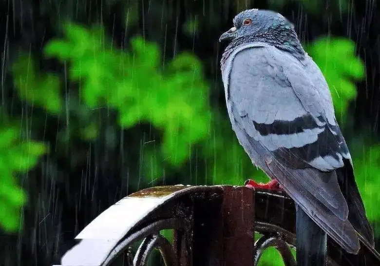 ���겻�÷ɣ� ����������鳲