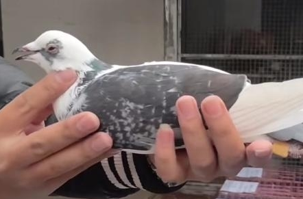 Ӣ��688Ϊ����ժ����ڸ���