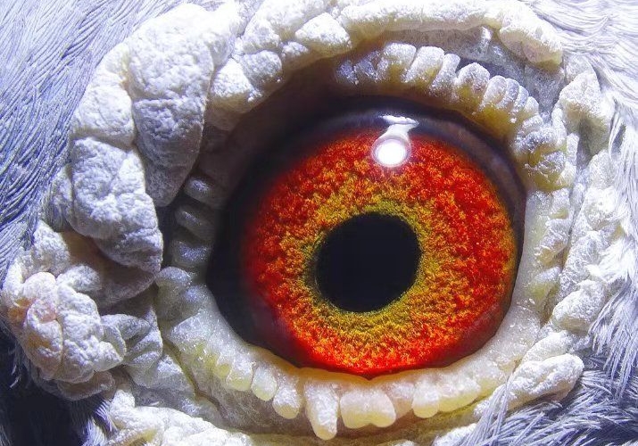 ������ǹ�н���ѵ��汾�£�