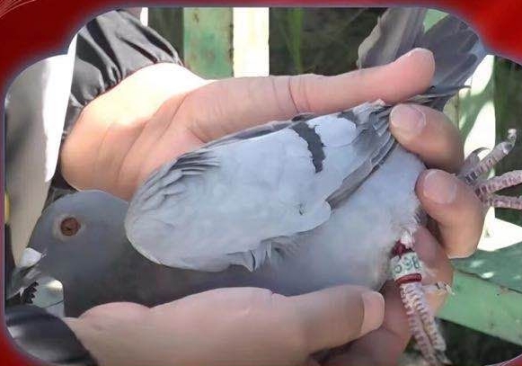 ���벻���ع�ȴ�ź��ܱ�