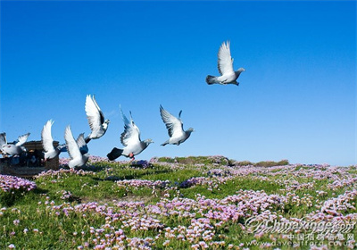 �鳲������̩��