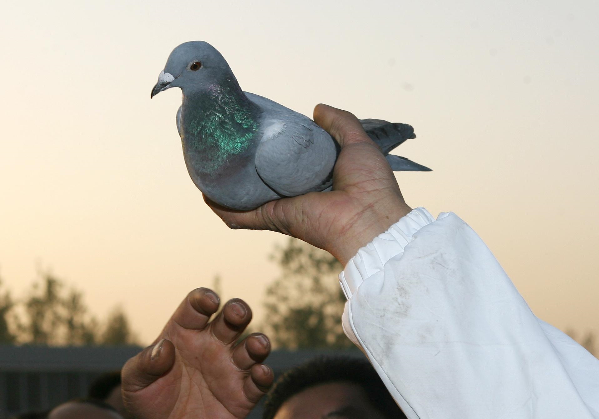 ���ⲩʿ����С˵���鳲�����ģ�