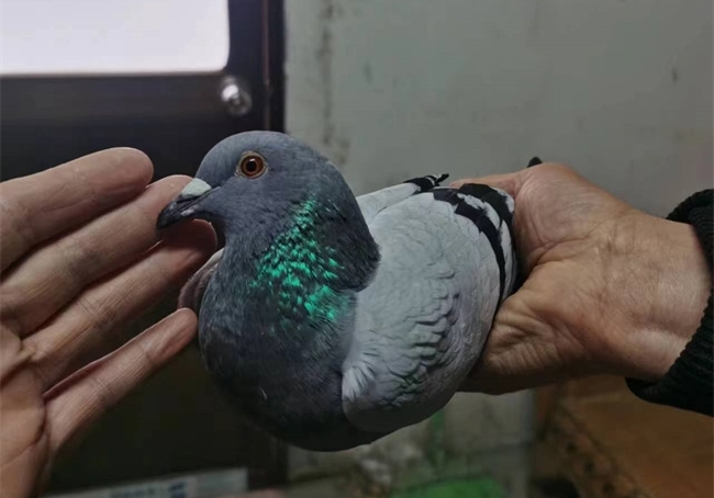 ��ͨǧ��������鳲�����ȿ�