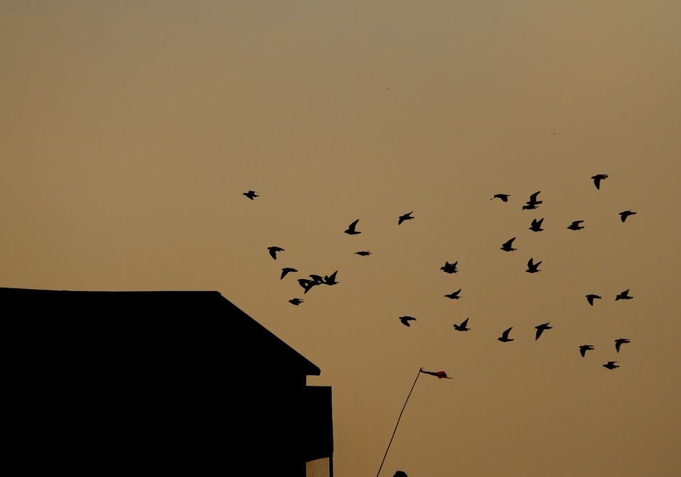 ���ⲩʿ����С˵���鳲����