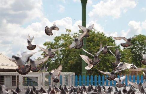 ̩�������ŷɸ�������س���