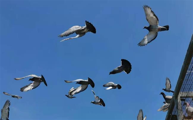 ���ⲩʿ����С˵���鳲��������