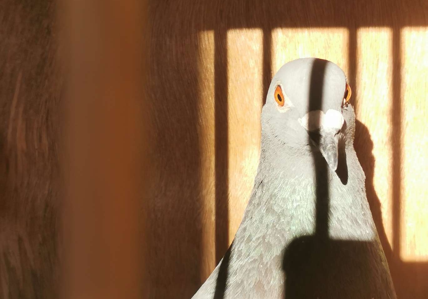 ���ⲩʿ����С˵���鳲����