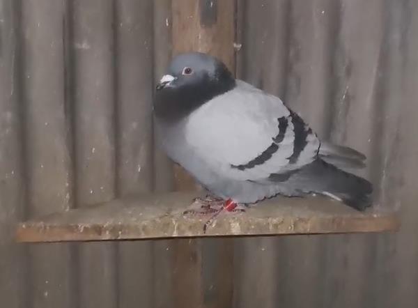 �Ϸ�700����ҹ�й鳲����