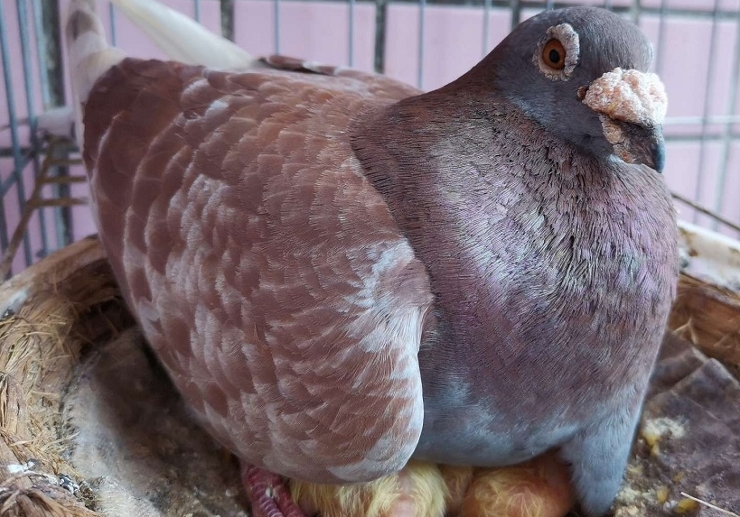 ����ʧ�� ��α����ص����ޣ�