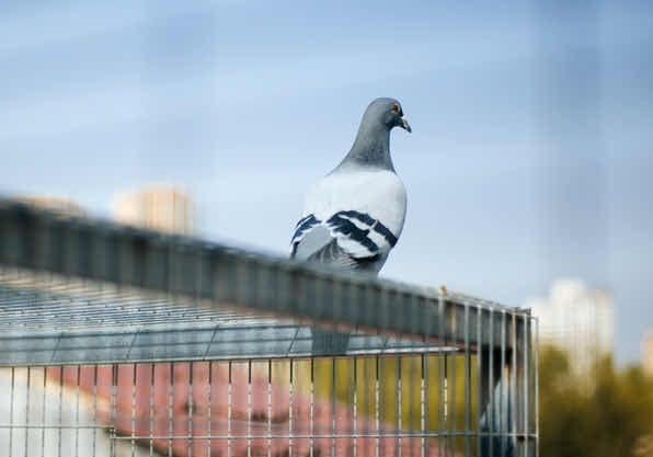 ���ⲩʿ����С˵���鳲����