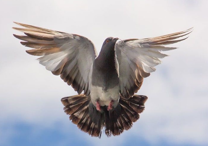 ����������ͣ�40����Ƭ