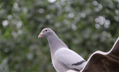 ���ⲩʿ����С˵���鳲��ʮһ