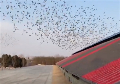 ɽ��ʮ��ҹ��￪����ѵ