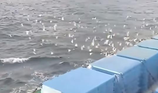 ̨�崺��������ս5.9����