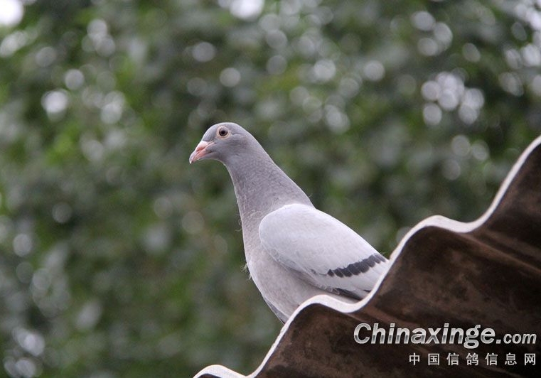 ��1300���������������