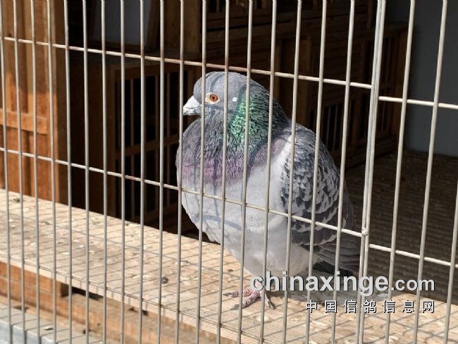 ��ʦ����û��һ��ɻ�