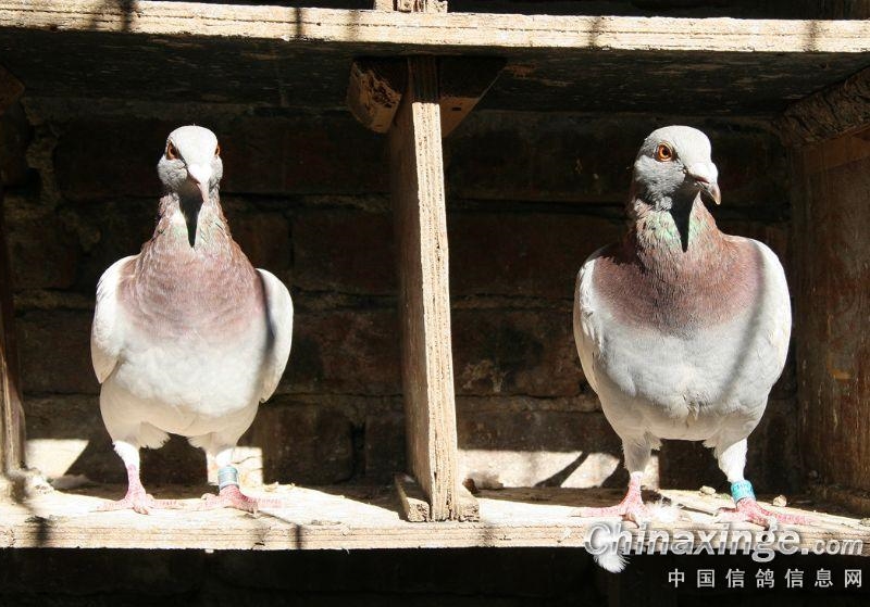 �ָ�ֻ��Ʒ�ʸߵ�û�й��֮�� 